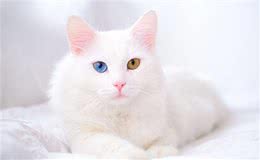 推荐朋友们饲养的猫咪品种二十七(东奇尼猫和土耳其安哥拉猫)