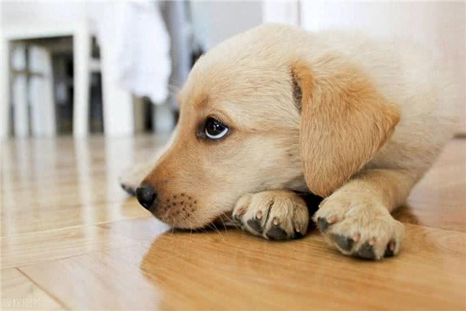 犬细小病毒的治疗概率