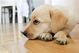 犬细小病毒的治疗概率