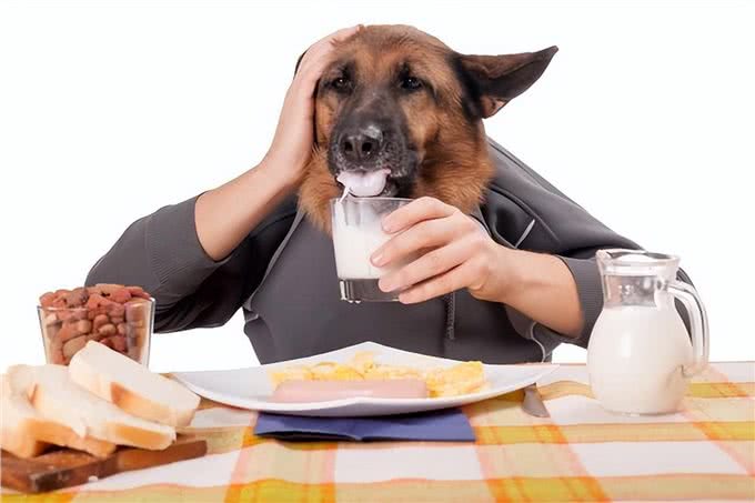 狗狗健康警钟:过量喂食，寿命减半并非空穴来风