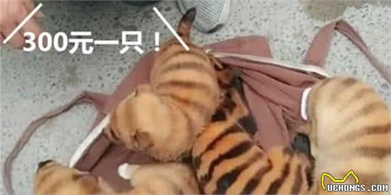 为了让狗狗有吸引力，狗贩将其染成蜜蜂色，价格更是让人难接受
