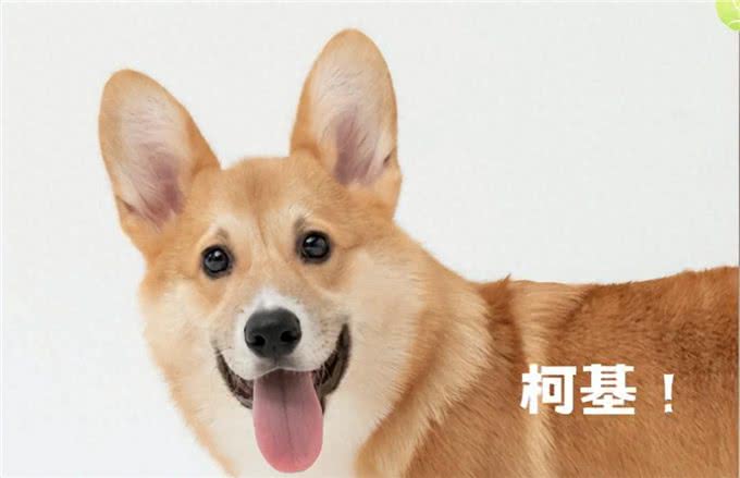 养狗狗必备知识大揭秘，狗狗生活小百科