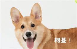 养狗狗必备知识大揭秘，狗狗生活小百科