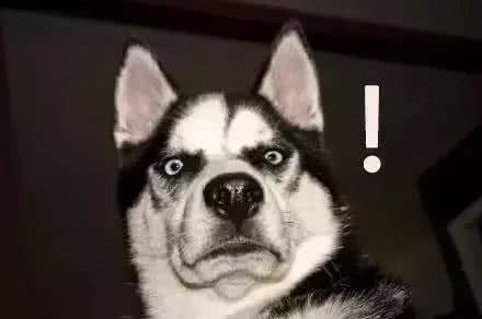 跟狼基因最接近的狗竟然是柴犬