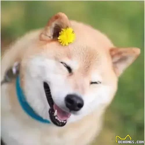 跟狼基因最接近的狗竟然是柴犬
