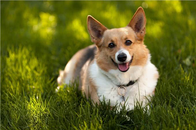 3步消除狗狗身上跳蚤，让爱犬远离瘙痒