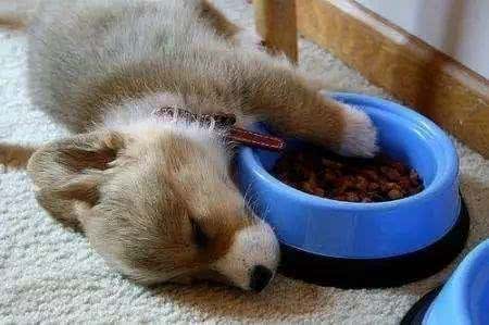 狗狗护食怎么办?如没有进行矫正，主人很有可能受到伤害