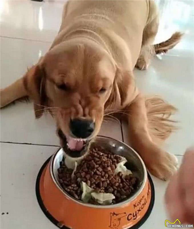 狗狗护食怎么办?如没有进行矫正，主人很有可能受到伤害