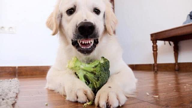 狗狗护食怎么办?如没有进行矫正，主人很有可能受到伤害