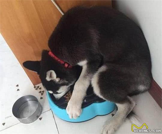 狗狗护食怎么办?如没有进行矫正，主人很有可能受到伤害