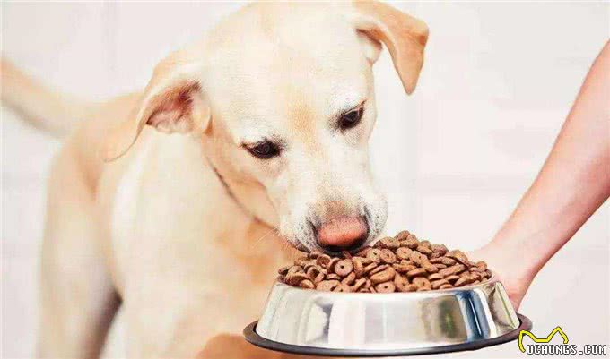 狗狗护食怎么办?如没有进行矫正，主人很有可能受到伤害