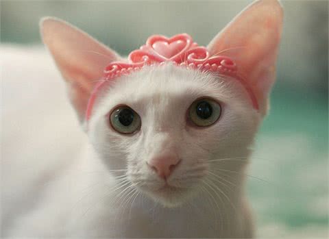 喜欢吃醋、喜欢撒娇的东方猫