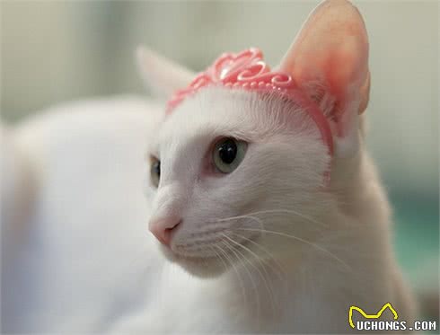 喜欢吃醋、喜欢撒娇的东方猫