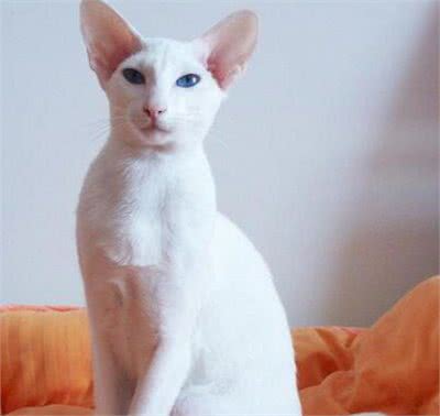 喜欢吃醋、喜欢撒娇的东方猫