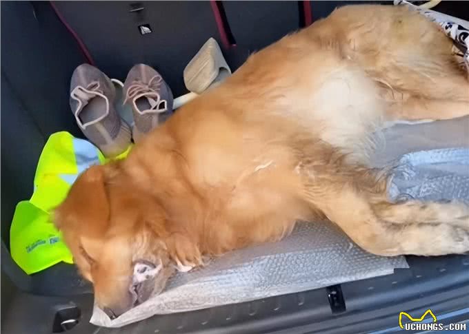 宠物急救指南:常见状况及应对方法