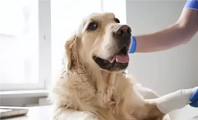 宠物急救指南:常见状况及应对方法