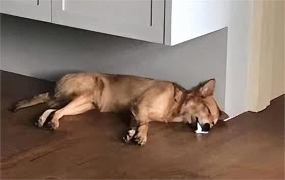 宠物急救指南:常见状况及应对方法