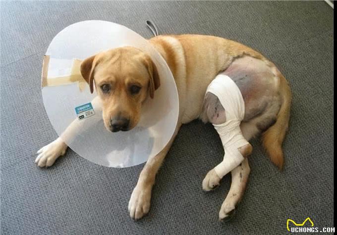 宠物急救指南:常见状况及应对方法