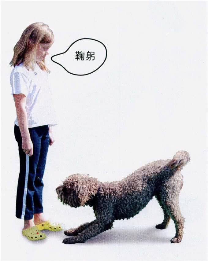训练狗狗常用的四种基本方法，有那种方式是你从来没用过的