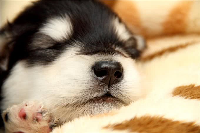 不愧是继二哈后最被看好的狗狗阿拉斯加雪橇犬：我们也会闹