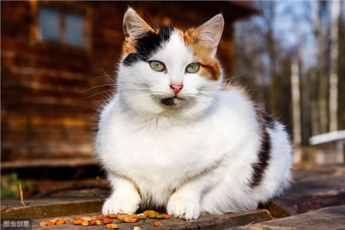 猫到底是应该散养，还是在室内养?哪一种方式对猫咪更好?