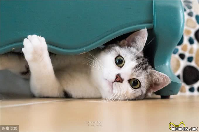 猫到底是应该散养，还是在室内养?哪一种方式对猫咪更好?