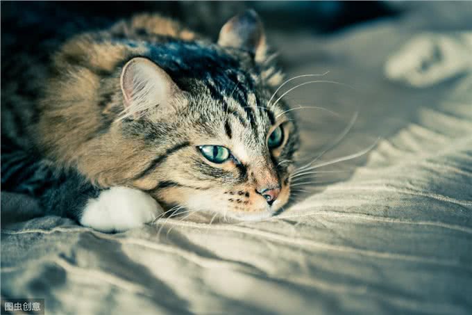猫到底是应该散养，还是在室内养?哪一种方式对猫咪更好?