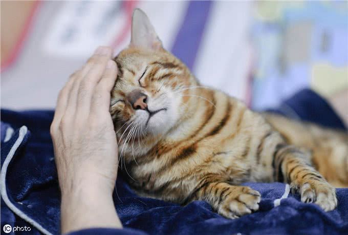 猫到底是应该散养，还是在室内养?哪一种方式对猫咪更好?