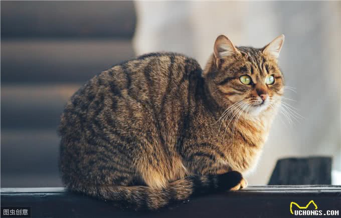 猫到底是应该散养，还是在室内养?哪一种方式对猫咪更好?