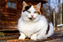 猫到底是应该散养，还是在室内养?哪一种方式对猫咪更好?