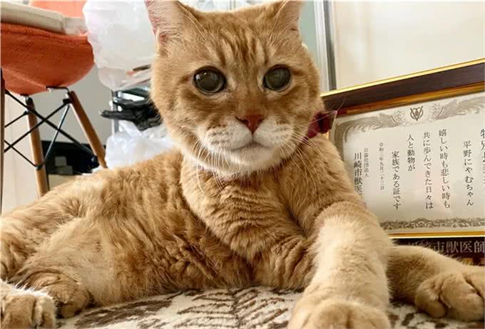 21岁高龄橘猫被收养后从没生过病，获得荣誉表彰：长寿健康