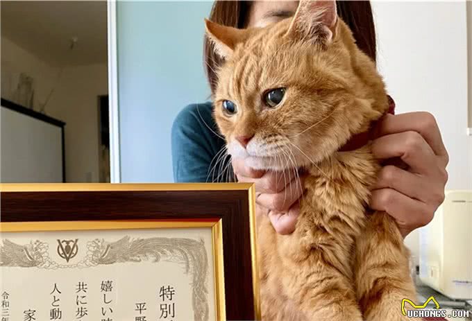 21岁高龄橘猫被收养后从没生过病，获得荣誉表彰：长寿健康