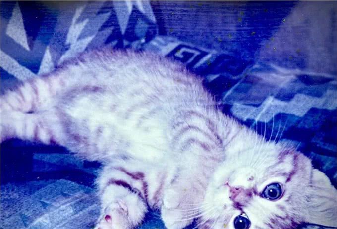 21岁高龄橘猫被收养后从没生过病，获得荣誉表彰：长寿健康
