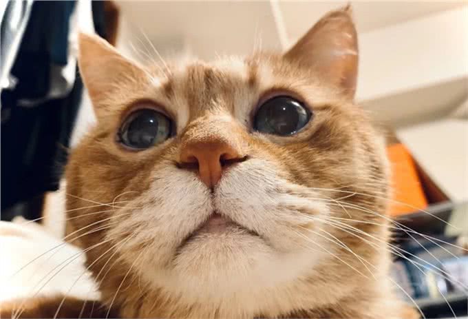21岁高龄橘猫被收养后从没生过病，获得荣誉表彰：长寿健康