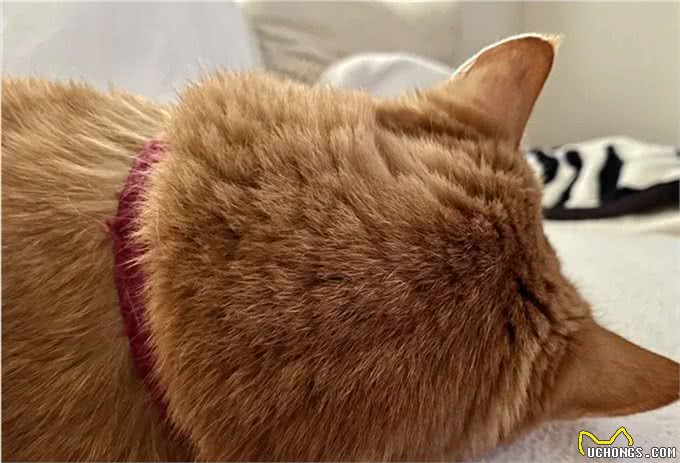 21岁高龄橘猫被收养后从没生过病，获得荣誉表彰：长寿健康