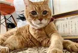 21岁高龄橘猫被收养后从没生过病，获得荣誉表彰：长寿健康