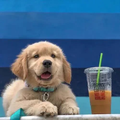 盘点狗狗面对主人的十种讨好行为