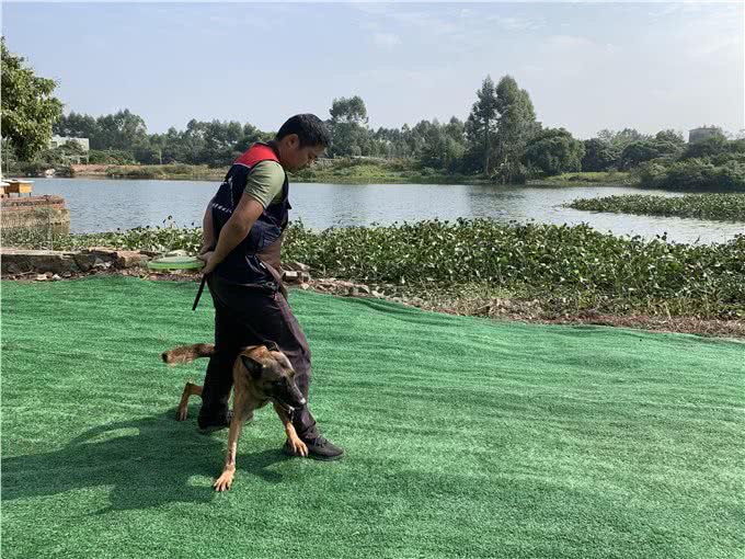 看着别的狗很听话，你的也可以的，10年训犬心得分享