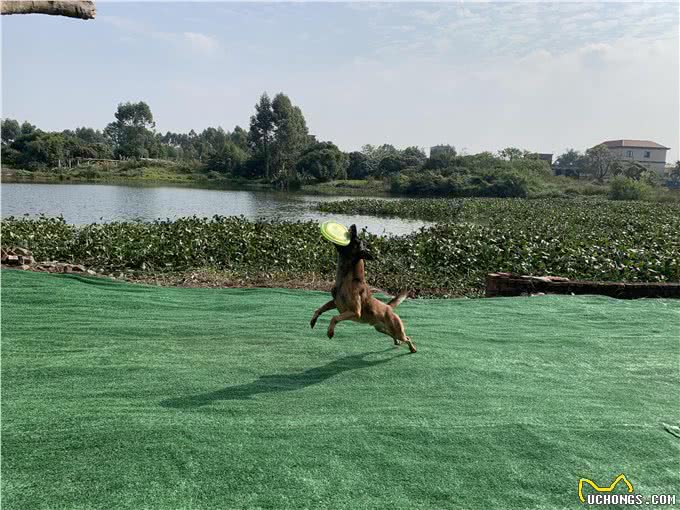 看着别的狗很听话，你的也可以的，10年训犬心得分享