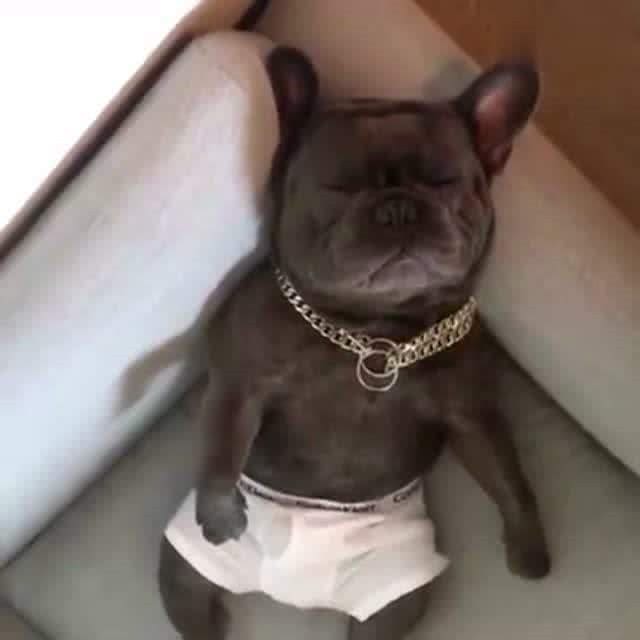 宠主可能不知道法国斗牛犬的一些小秘密,知道后会更加喜欢的