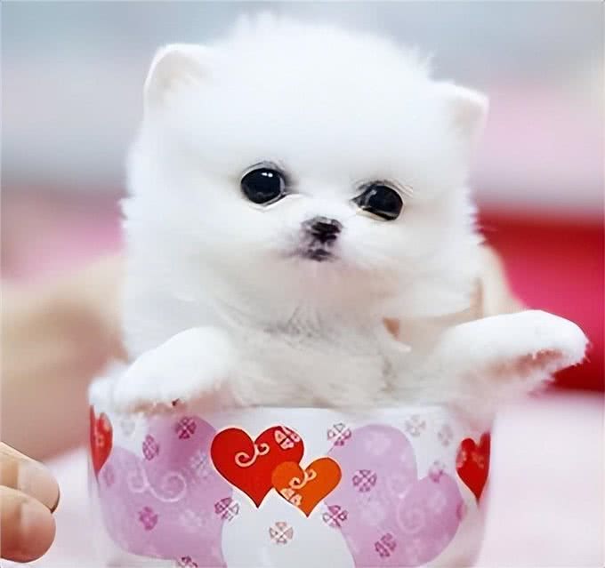 茶杯犬,你认识吗?