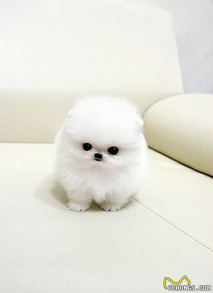 茶杯犬,你认识吗?