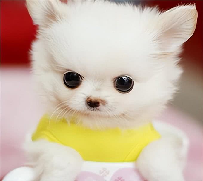 茶杯犬,你认识吗?