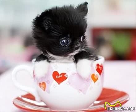 茶杯犬,你认识吗?