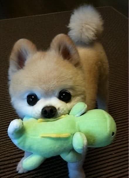 茶杯犬,你认识吗?