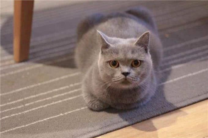 盘点四种呆萌可爱的短毛猫,嫌长毛猫难打理的不妨选一只吧!