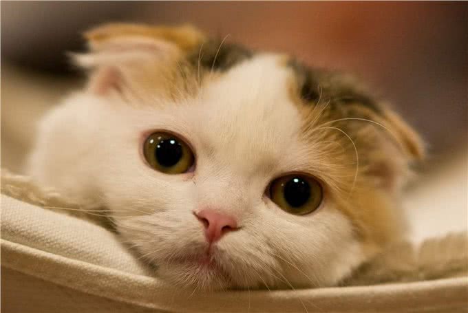 盘点四种呆萌可爱的短毛猫,嫌长毛猫难打理的不妨选一只吧!