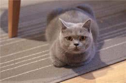 盘点四种呆萌可爱的短毛猫，嫌长毛猫难打理的不妨选一只吧!