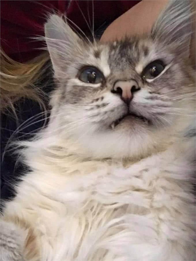15岁老猫离开女子当天竟遇深情凝望贴心安慰:让我替牠