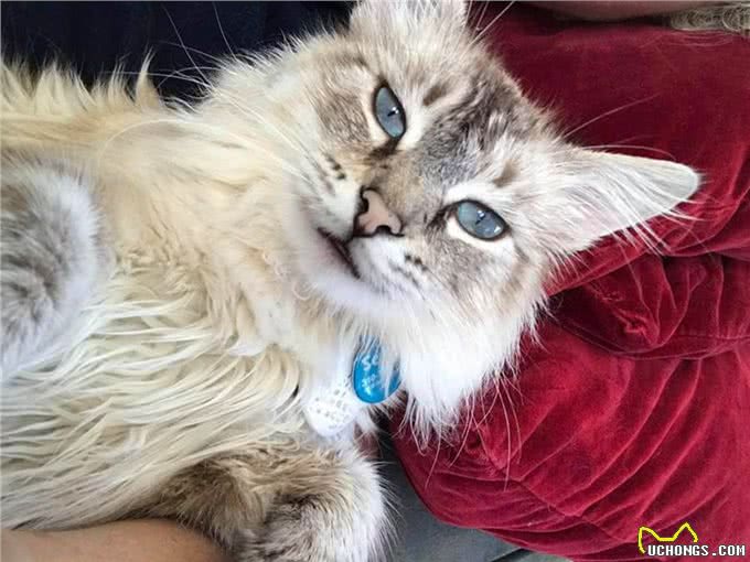 15岁老猫离开女子当天竟遇深情凝望贴心安慰:让我替牠